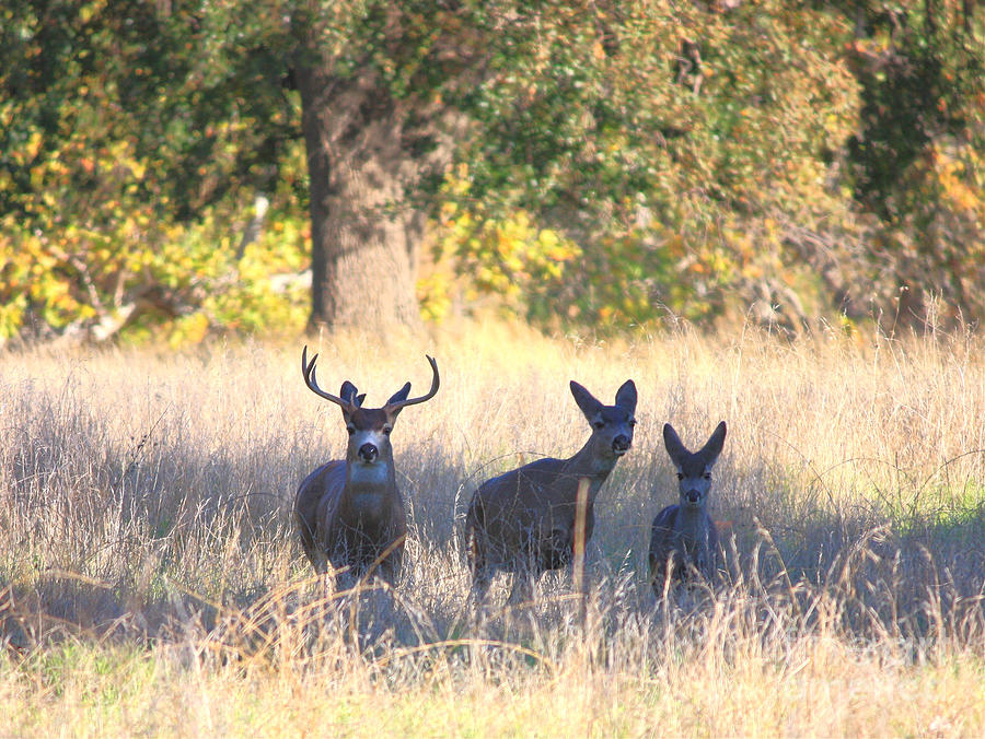 Deer Family Encounter Photograph by Carol Groenen