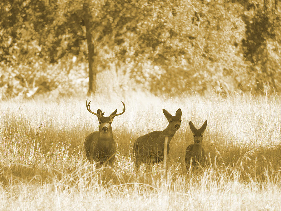 Deer Family Encounter in Sepia Photograph by Carol Groenen