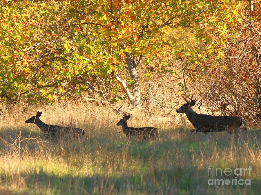 Deer Family in Autumn Grove Photograph by Carol Groenen