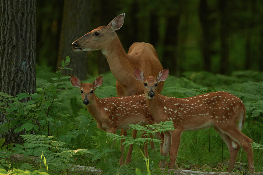 Deer Family Photograph by Paul Freidlund