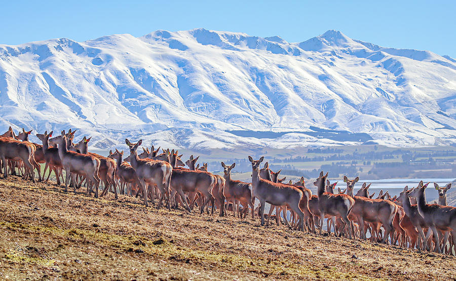 Deer Farm in South Island .New Zealand  Photograph by Pla Gallery