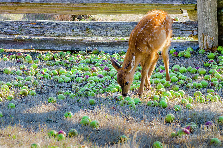 Deer fawn in apple orchard Photograph by Michael Wheatley