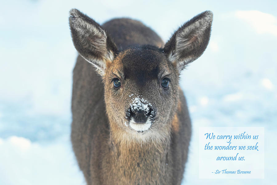 Deer Fawn in Winter - Inspirational Photograph by Peggy Collins
