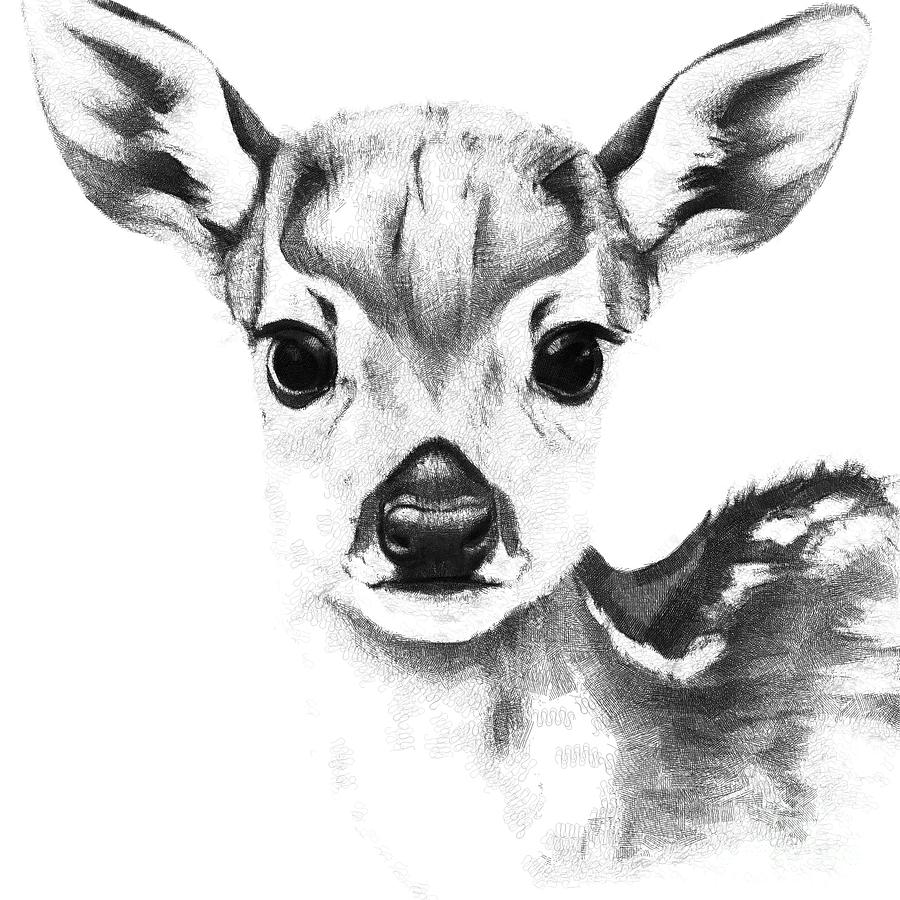Deer Fawn - Sketch Effect 1a Digital Art by Philip Preston