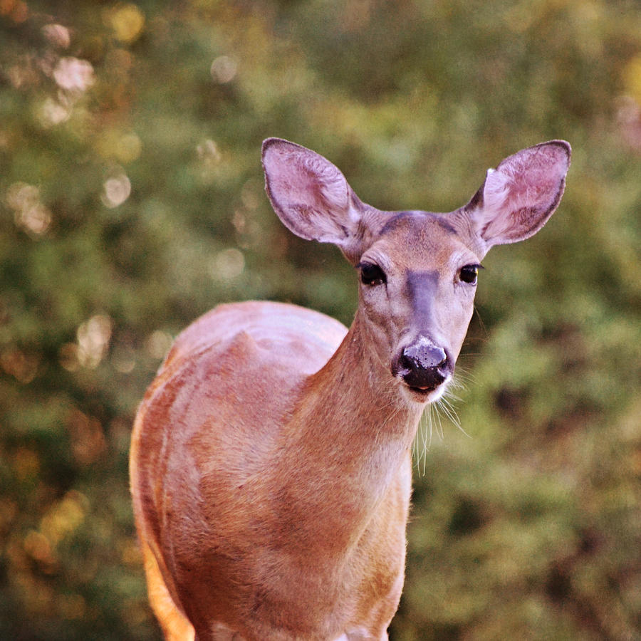 Deer Female White Tail Squared Photograph By Gaby Ethington - Fine Art ...