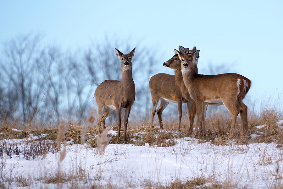 Deer Field Photograph by Flinn Hackett