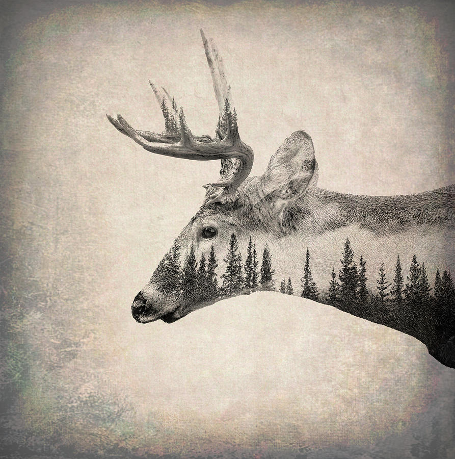 Deer Forest Double Exposure Photograph by Dan Sproul