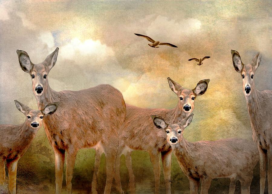 Deer Friends of Mine Photograph by Diana Angstadt