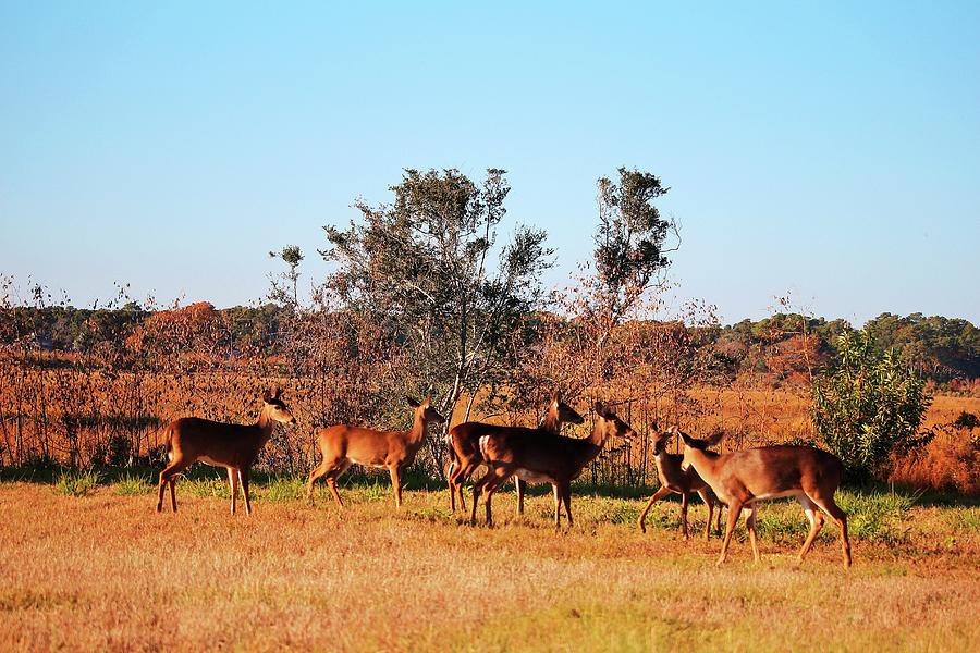 Deer Gathering  Photograph by Cynthia Guinn