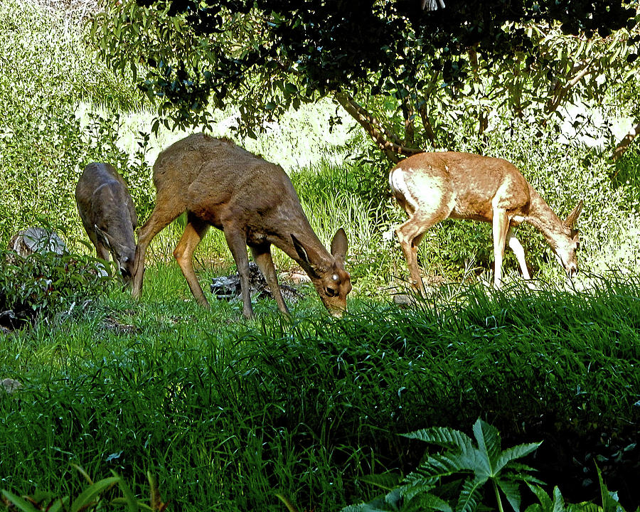 Deer Grazing Photograph by Andrew Lawrence