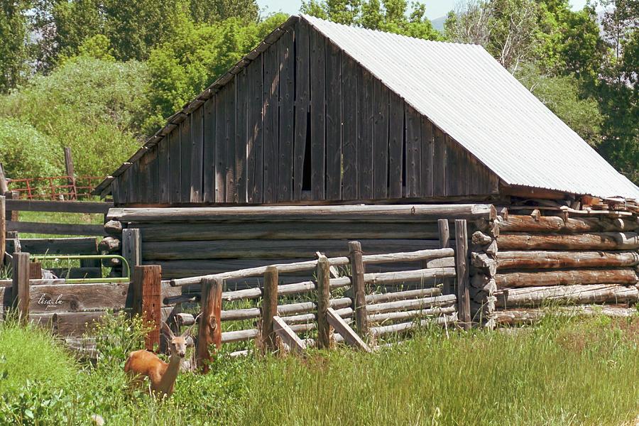 Deer Grazing Digital Art by Lisa Haney - Fine Art America