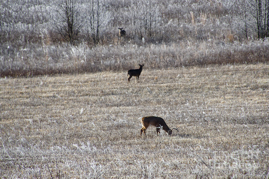 Deer Grazing Photograph by Phil Perkins