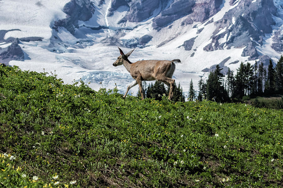 Deer Heading Up the Mountain, No. 1 Photograph by Belinda Greb