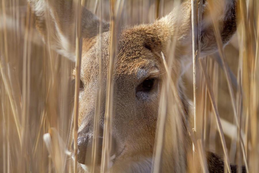 Deer Hiding in the Marsh Photograph by Liza Eckardt