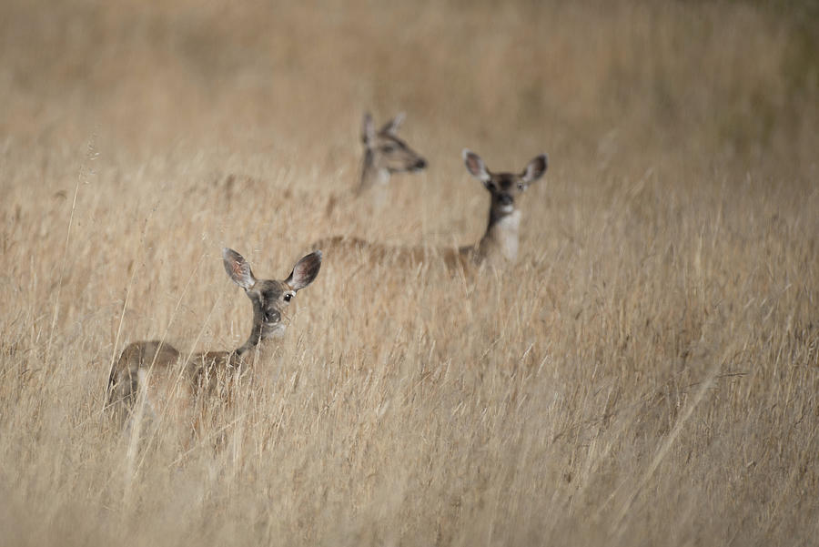 Deer Hiding Photograph