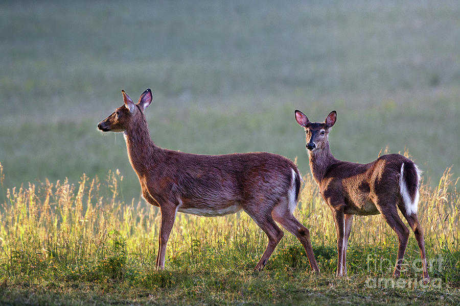 Deer in a field at sunrise Photograph by Rehna George