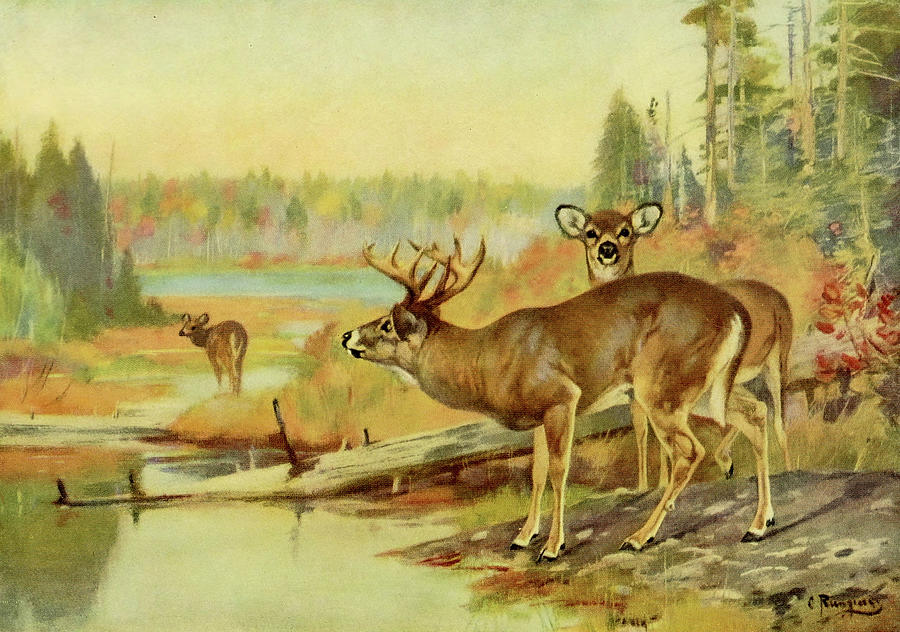 Deer Painting - Deer in Adirondacks by Carl Rungius