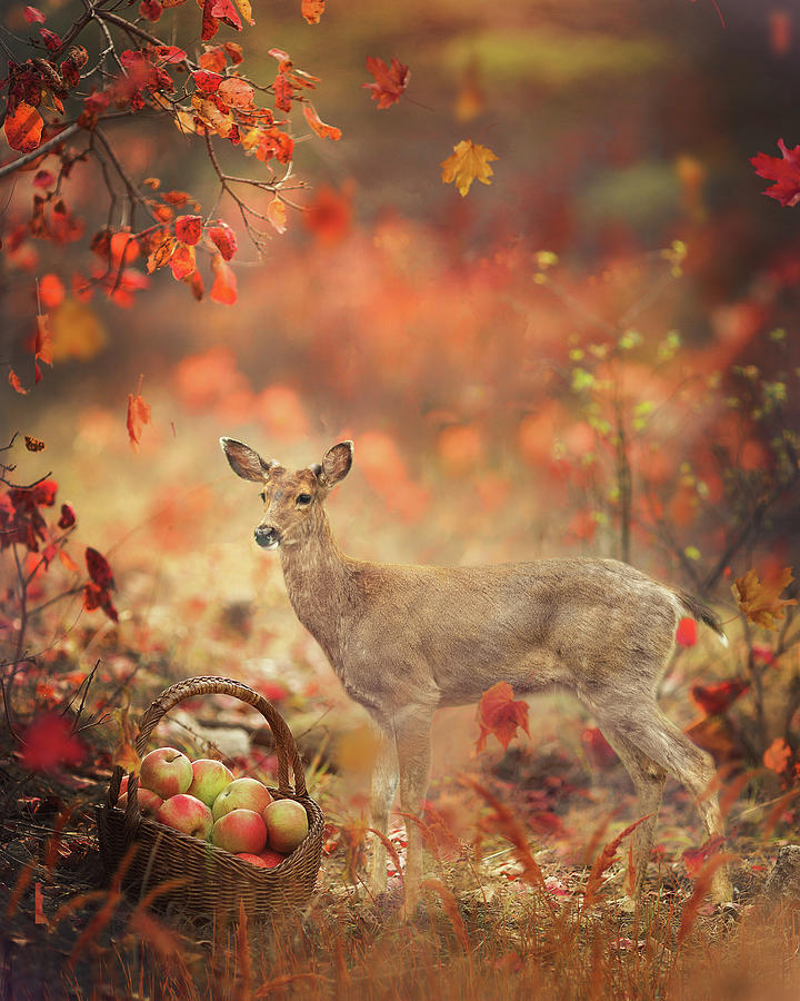 Deer in Apple Orchard Photograph by Rebecca Cozart