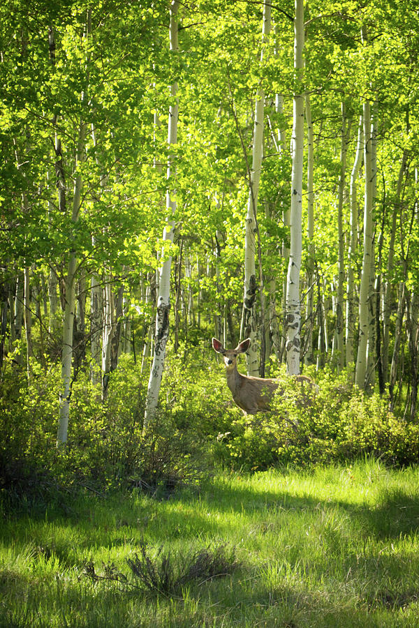 Deer in Aspen Photograph by Tara Krauss
