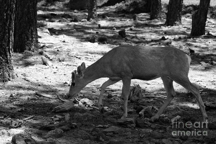 Black And White Photograph - Deer in Black and White by Colleen Cornelius Black And White Photograph - Deer in Black and White by Colleen Cornelius