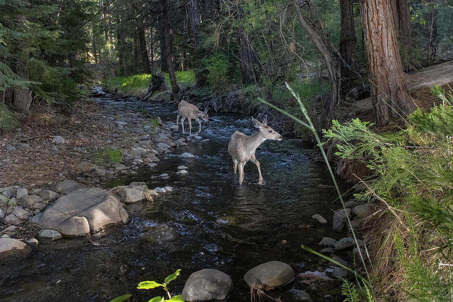 Deer in Creek Photograph by Randy Robbins