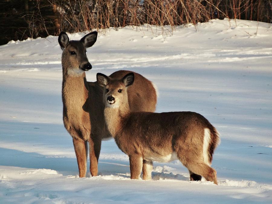 Deer In Deep Snow Photograph by Susan Sam