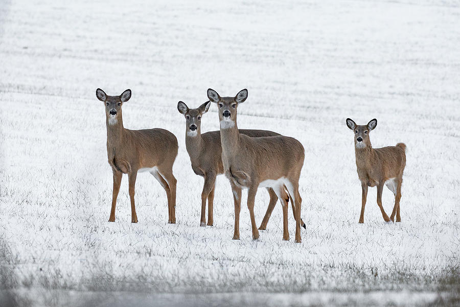 Deer in Fresh Snow Photograph by Denise Kopko