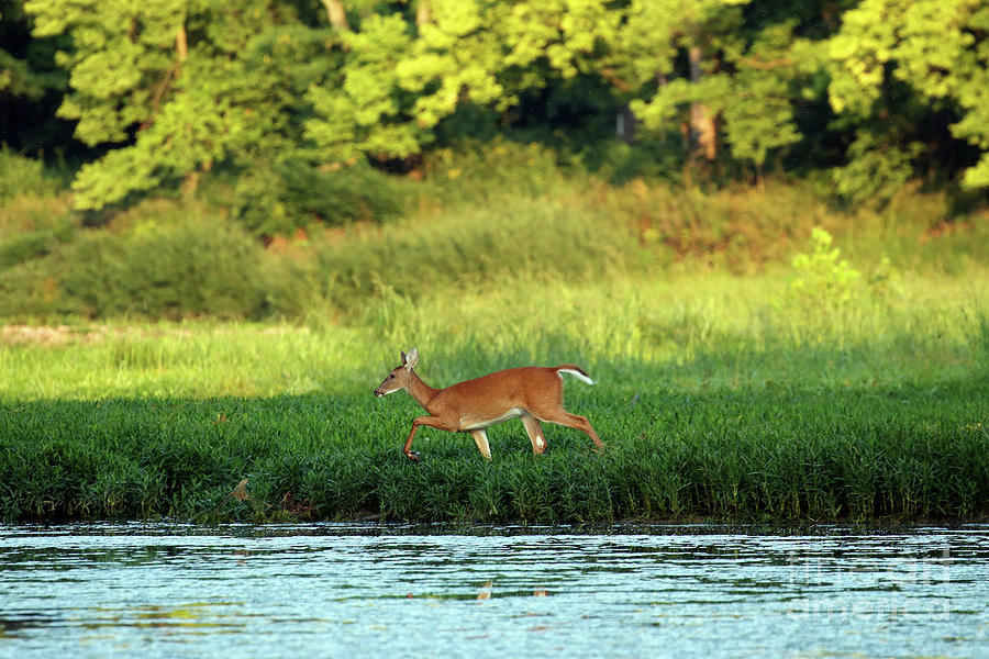 Deer in Maumee River at Side Cut Park 2670 Photograph by Jack Schultz