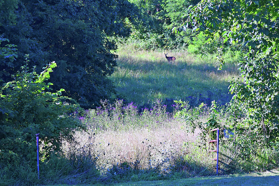 Deer In Meadow Photograph