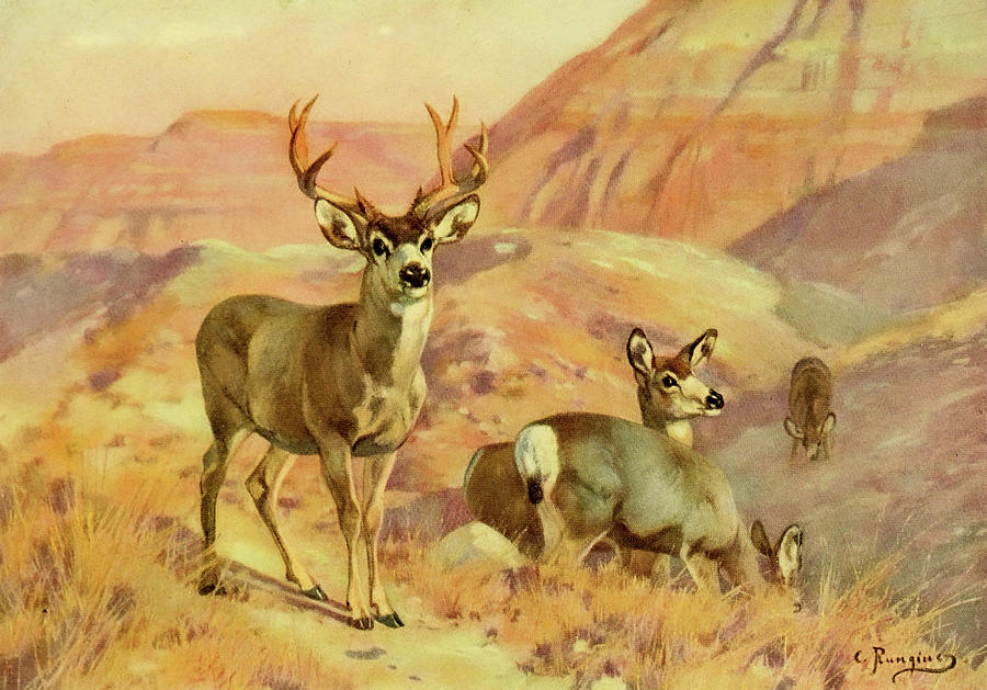 Deer Painting - Deer in Montana by Carl Rungius