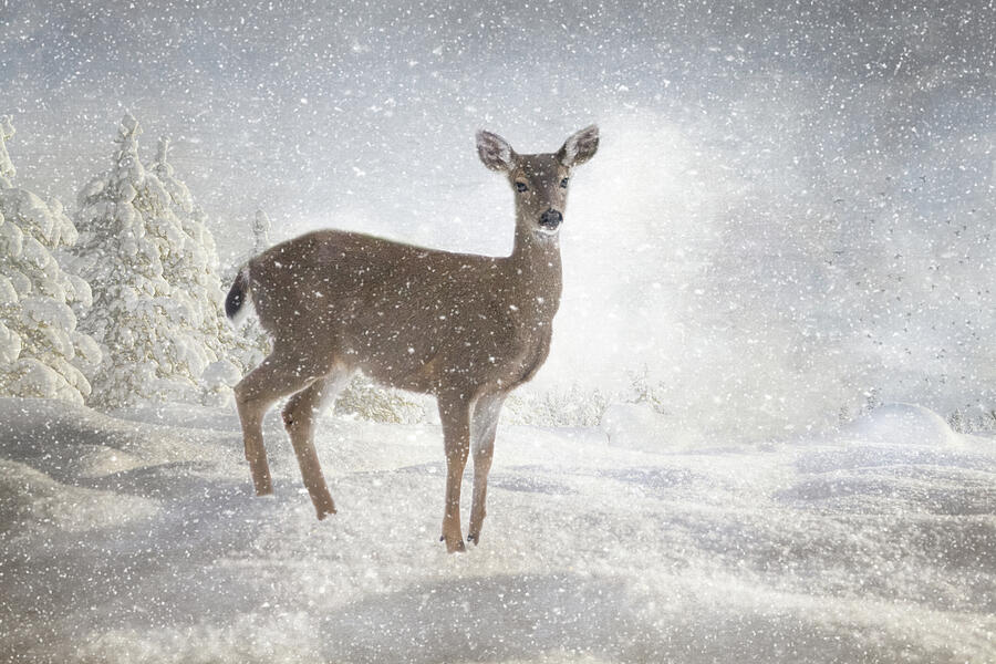 Deer in Snow Photograph by Marilyn Wilson