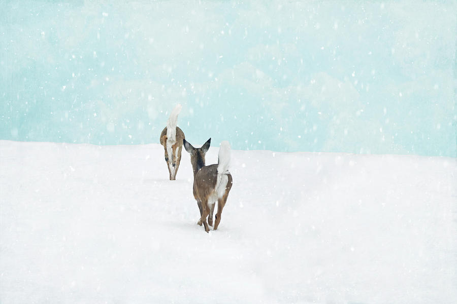 Deer in Snow on Blue  Photograph by Brooke T Ryan
