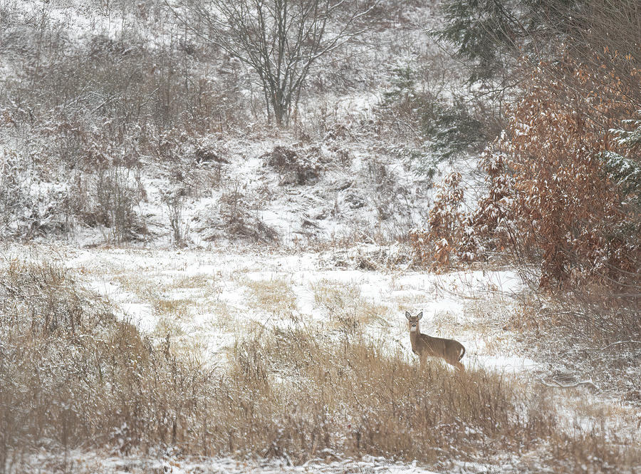 Deer in Snow Photograph by Wade Aiken