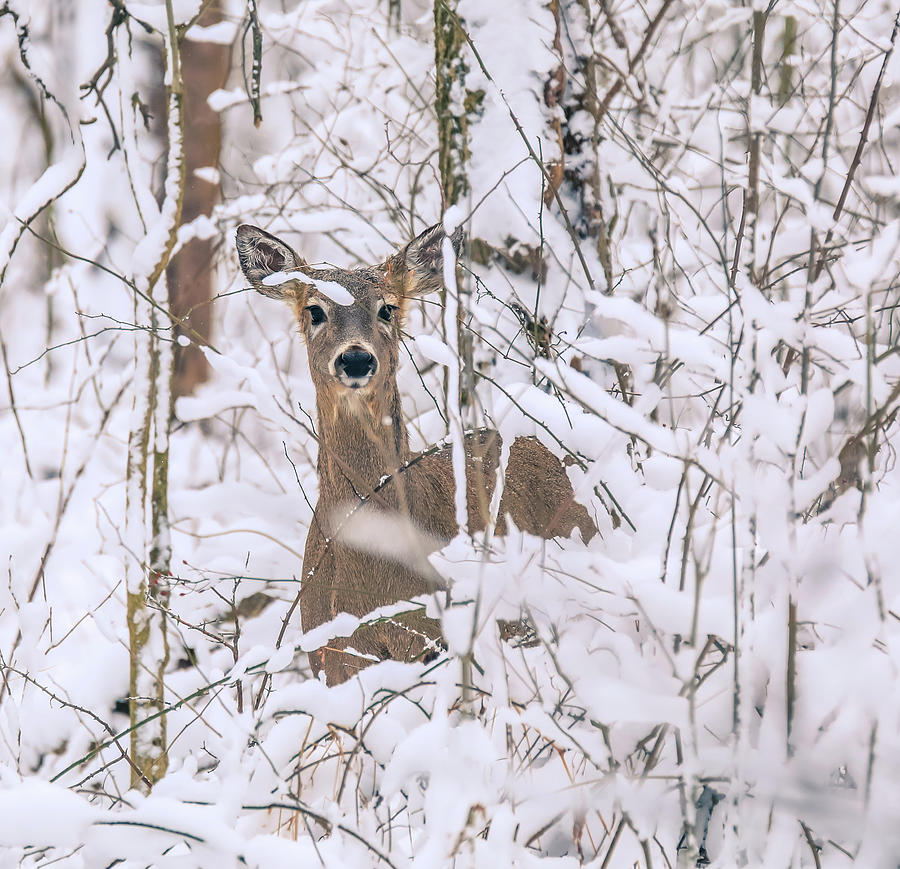 Tree Photograph - Deer In Snowy Forest by Dan Sproul