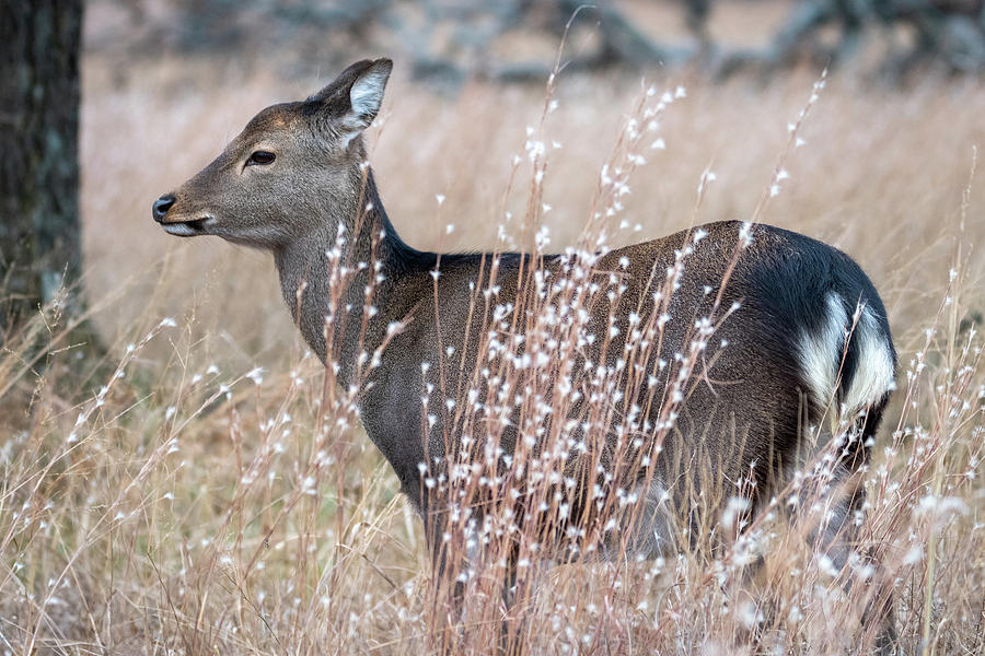 Deer In Tall Grass at Woolaroc Oklahoma Photograph by Debra Martz