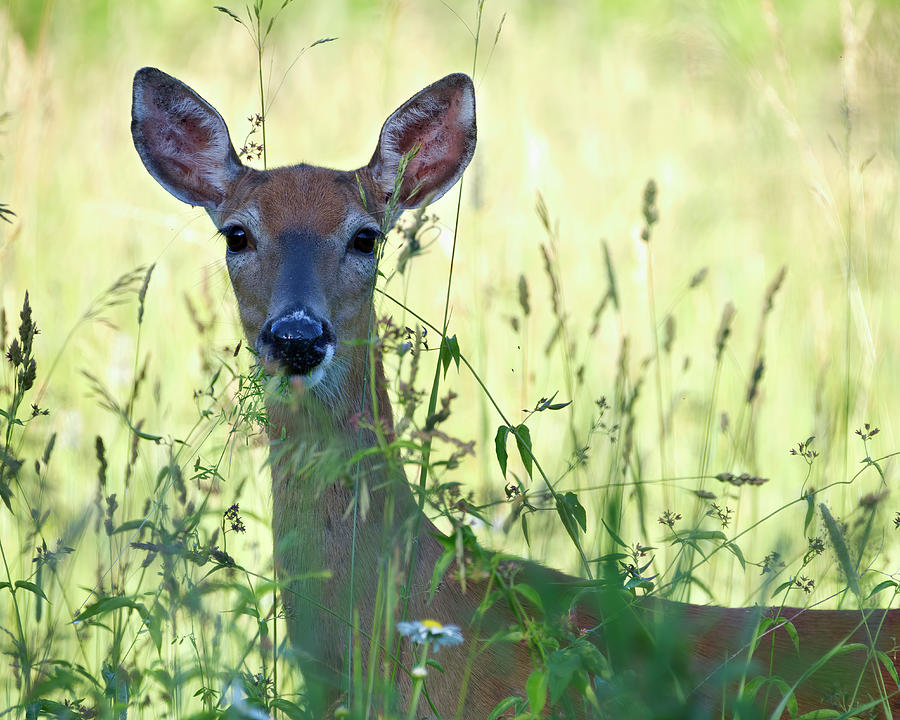 Deer in Tall Grass Photograph by Flinn Hackett