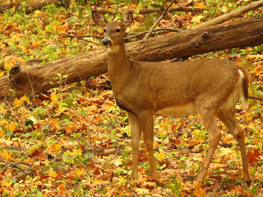 Deer in the Autumn Woods  Photograph by Lori Frisch