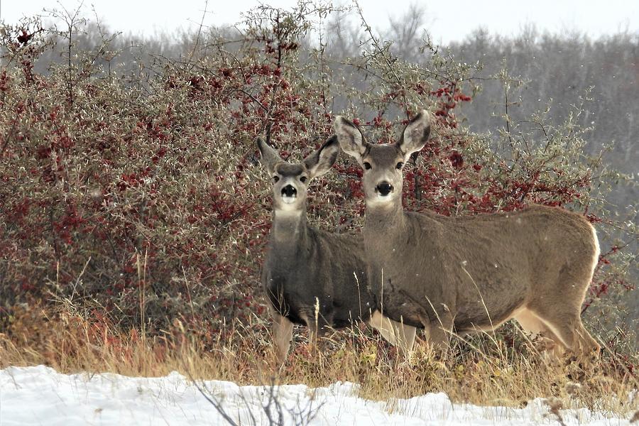 Deer in the Buffalo Berries Photograph by Amanda R Wright