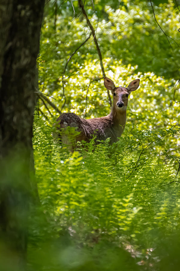 Deer in the Ferns Photograph by Linda Bonaccorsi