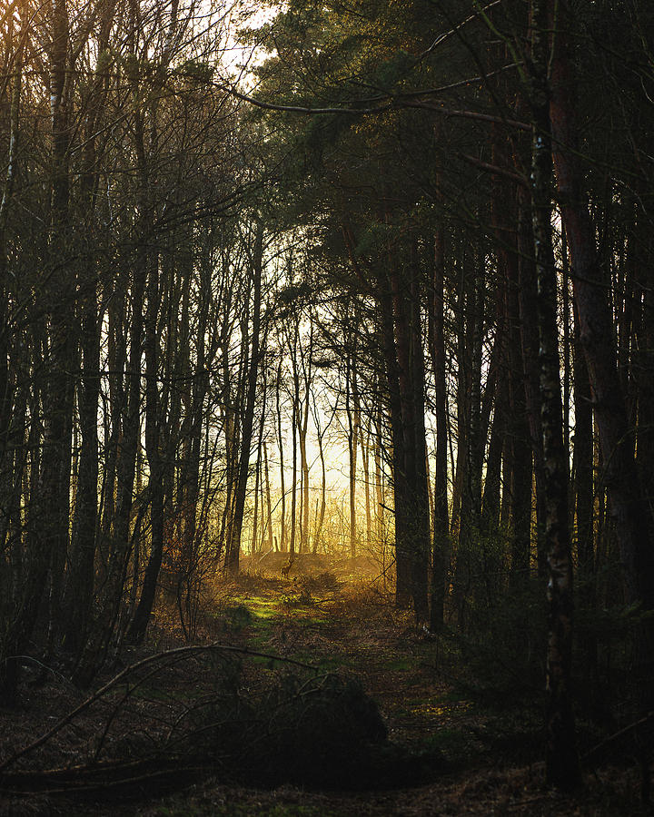 Forest Photograph - Deer In The Forest by Julius Thomas Forest Photograph - Deer In The Forest by Julius Thomas