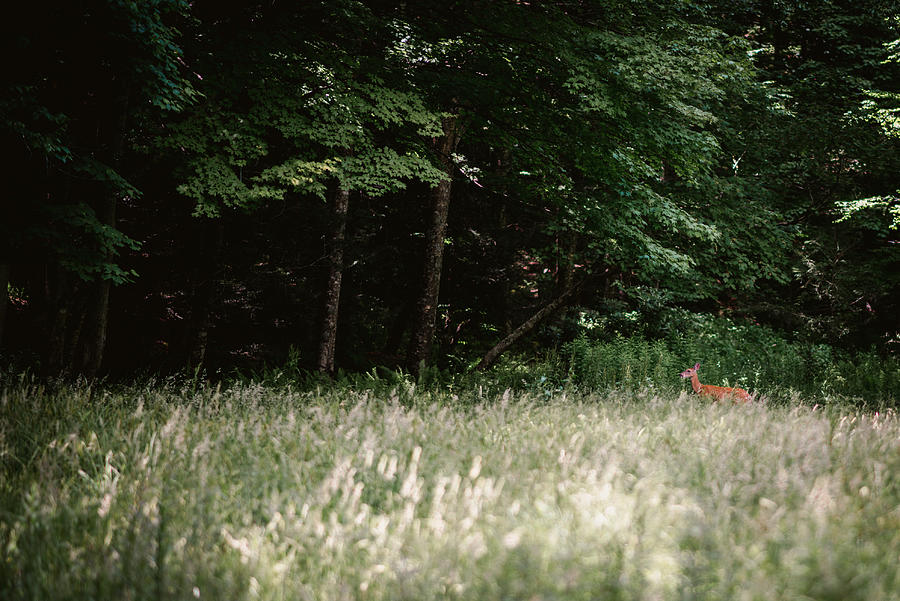 Deer in the Grass Photograph by Evan Foster