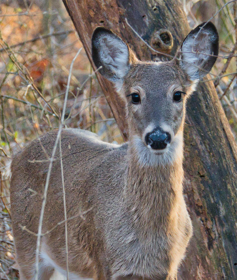 Deer in the Headlights Photograph by Judy Cuddehe