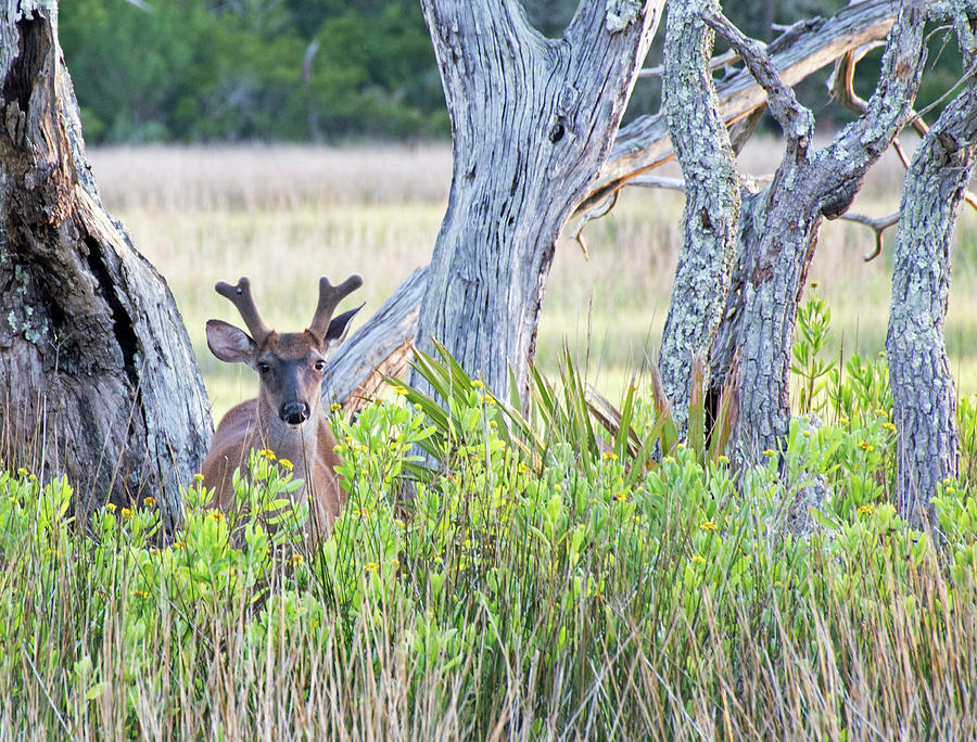 Deer in the Marsh on Jekyll Island Photograph by Bruce Gourley