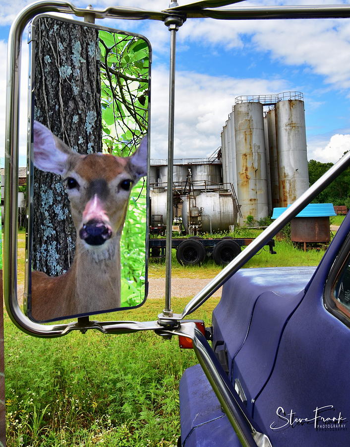 Deer in the mirror Photograph by Steve Frank | Fine Art America