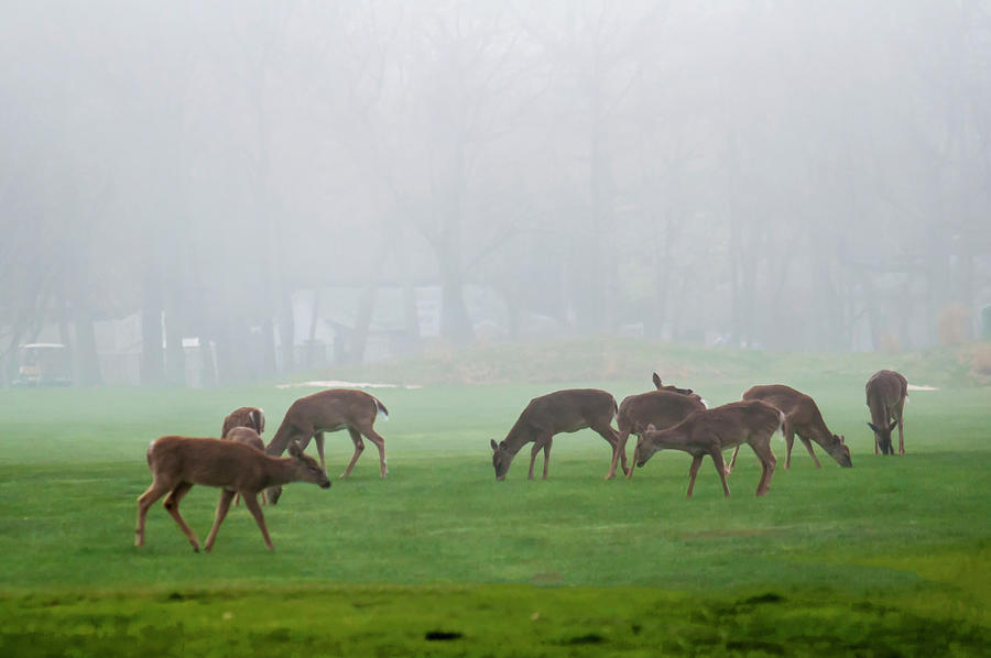 Deer In The Mist Photograph by Cathy Kovarik