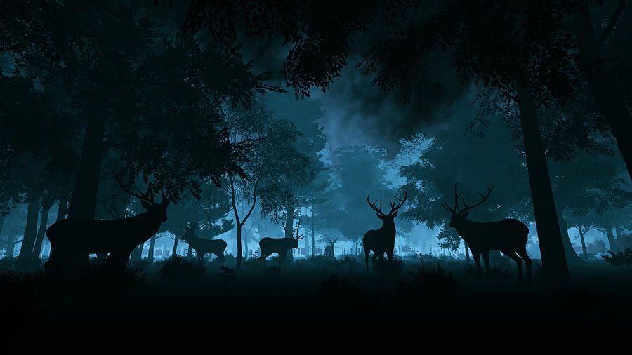 Deer in the night forest Photograph by Cokada