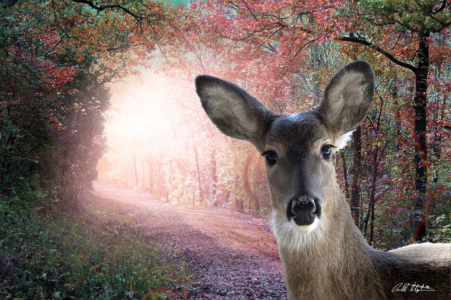Deer In The Road Digital Art by Bill Stephens