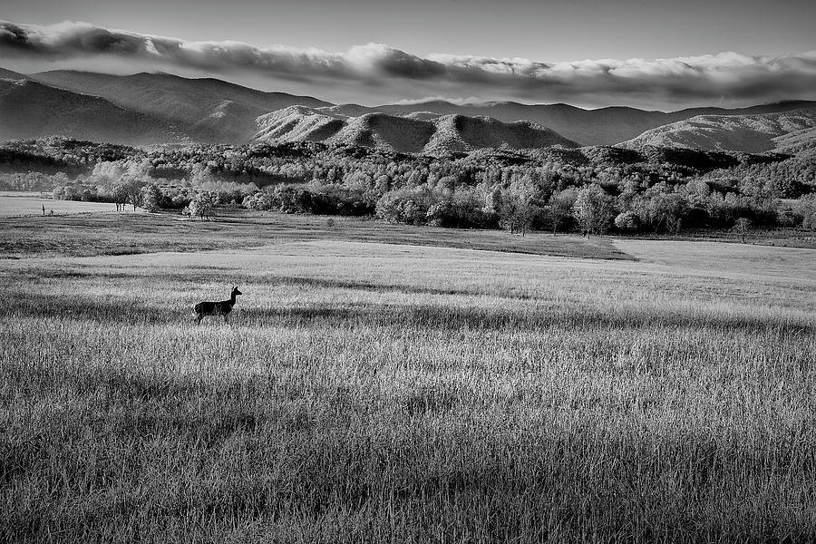 Nature Photograph - Deer in the Smokies II by Jon Glaser