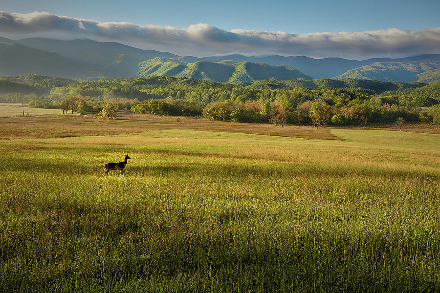 Nature Photograph - Deer in the Smokies by Jon Glaser