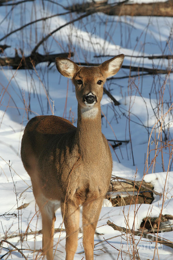Deer In The Snow Photograph